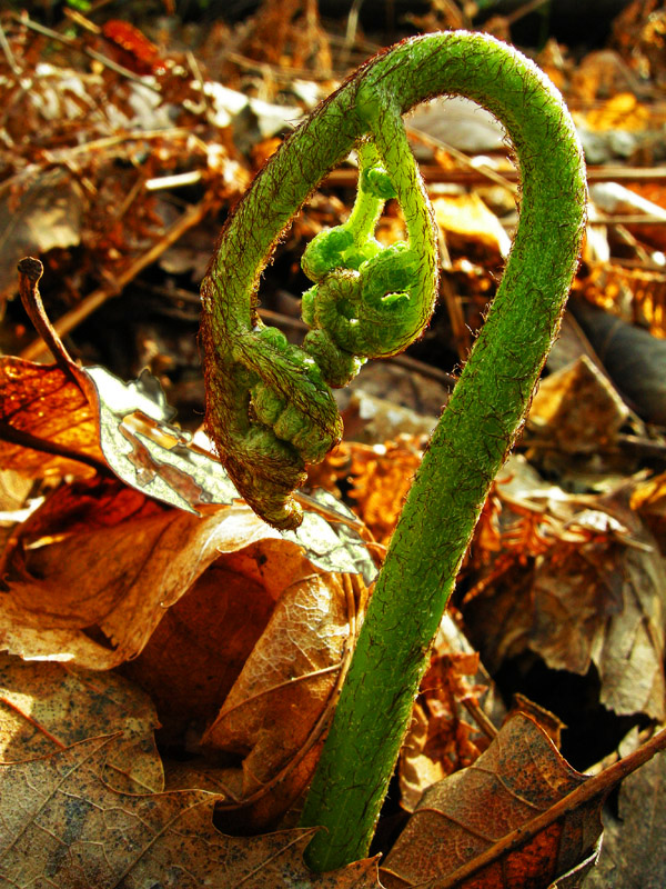 Pteridium aquilinum / Felce aquilina